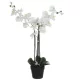 Nagy cserepes orchidea 75x 51 x79cm fehér