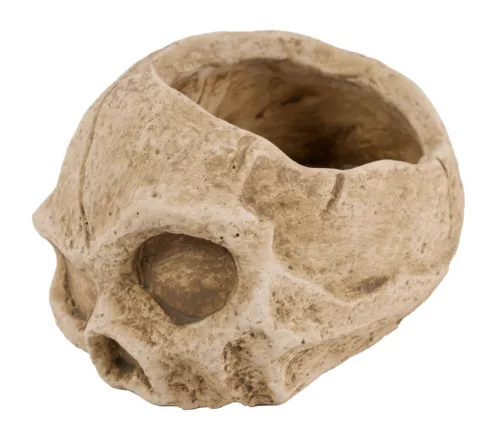Halloween beton koponya kaspó 15,5 cm – barna