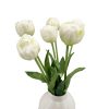 Élethű szálas gumitulipán - Dús szirmú - Fehér