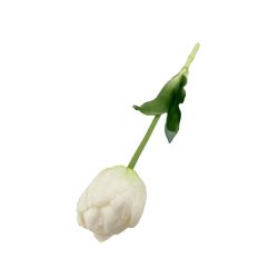 Élethű szálas gumitulipán - Dús szirmú - Fehér