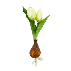 Élethű hagymás gumi tulipán fehér