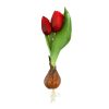 Élethű hagymás gumi tulipán piros