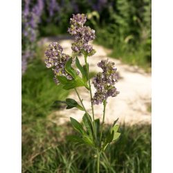 Élethű selyemvirág orgona ág 70cm 4 féle színben/db