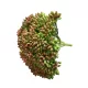 Élethű gumis varjúháj zöld-bordó 12 ágú 10cm