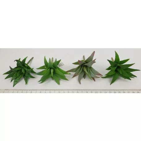 Mű aloevera 4 féle választható