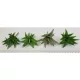 Mű aloevera 4 féle választható