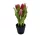 Élethű cserepes gumi tulipán pink 22cm
