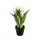Élethű  cserepes gumi tulipán  fehér  22cm