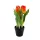 Élethű  cserepes gumi tulipán  narancsos 22cm