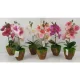 Cserepes gumi orchidea 28cm, több színben, választható
