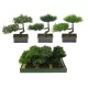 Bonsai fa 3 féle választható