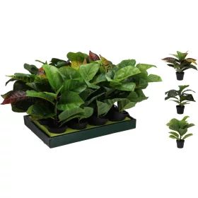   Mini műnövény (Croton) 3 féle választható fekete cserépben/ db