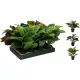 Mini műnövény (Croton) 3 féle választható fekete cserépben/ db