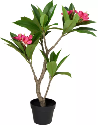 Élethű mű frangipáni növény kaspóban pink virágokkal 90 cm