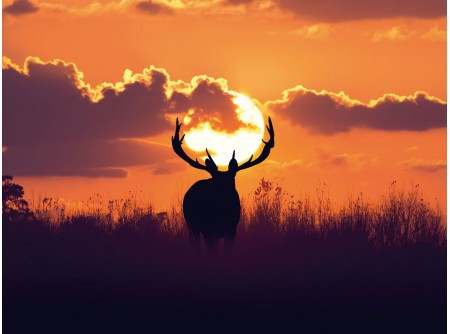 Gyémántfestés szett-30x40cm-szarvas a naplementében-kör formájú strasszokkal