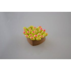 Mini pozsgás növényke db