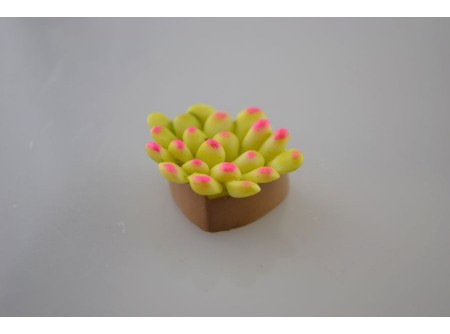 Mini pozsgás növényke db