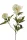 Selyen Peonia szálas 3 virágos krém 70 cm