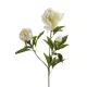 Selyen Peonia szálas 3 virágos krém 70 cm