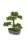 Cédrus bonsai 32 cm antracit színü kaspóban