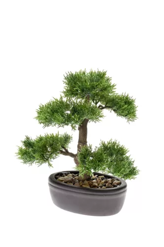 Cédrus bonsai 32 cm antracit színü kaspóban