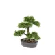 Cédrus bonsai 32 cm antracit színü kaspóban