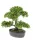 Élethű mini Ficus bonsai 32cm