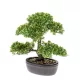 Élethű mini Ficus bonsai 32cm