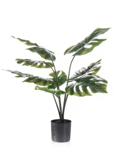 Élethű cserepes monsera pálma 60 cm