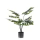 Élethű cserepes monsera pálma 60 cm