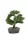 Fenyő bonsai 32 cm,barna kaspóban