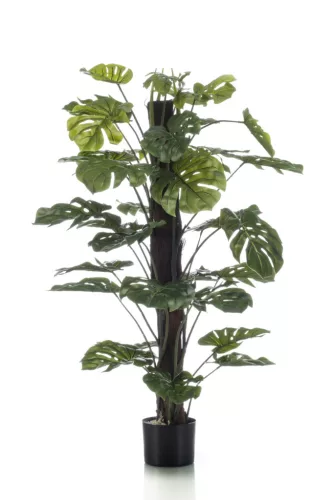 Cserepes Monstera/Selyem/120 cm