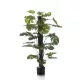 Cserepes Monstera/Selyem/120 cm