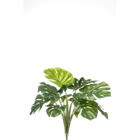Monstera bush 60 cm/ 10 levél