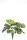 Monstera bush 60 cm/ 10 levél