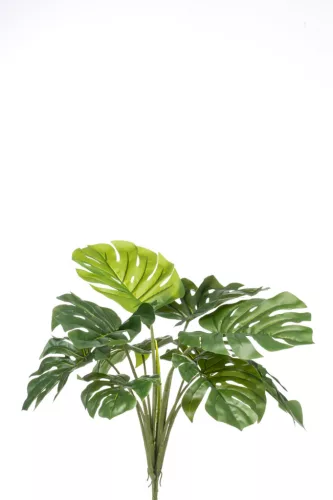 Monstera bush 60 cm/ 10 levél