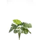 Monstera bush 60 cm/ 10 levél