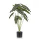 Élethű cserepes Alocasia 80cm