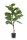 Élethű Ficus Lyrata 90cm 24 ágas