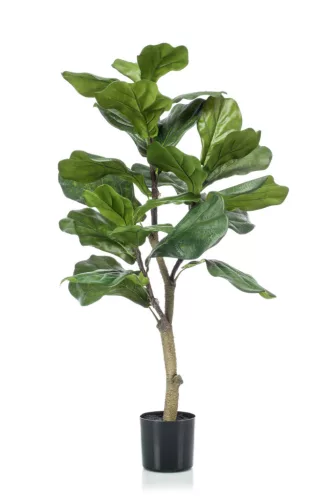 Élethű Ficus Lyrata 90cm 24 ágas