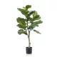 Élethű Ficus Lyrata 90cm 24 ágas