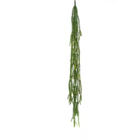 Epiphyllum/Levélkaktusz / gumi,csüngő 120 cm