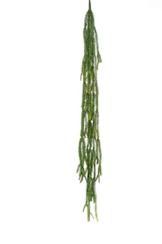 Epiphyllum/Levélkaktusz / gumi,csüngő 120 cm