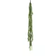 Epiphyllum/Levélkaktusz / gumi,csüngő 120 cm
