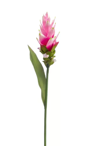 Szálas Gumi Curcuma pink 80 cm