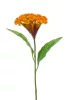 Selyem Cellosia sárga/narancs 62 cm