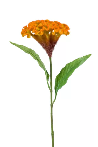 Selyem Cellosia sárga/narancs 62 cm