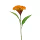 Selyem Cellosia sárga/narancs 62 cm