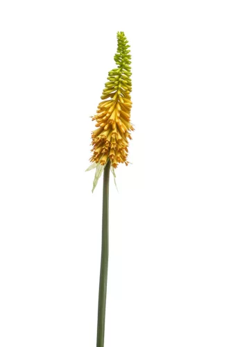 Fürtös fáklyalililom sárga 85 cm