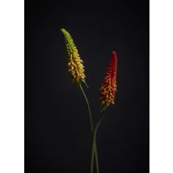 Fürtös fáklyalililom sárga 85 cm